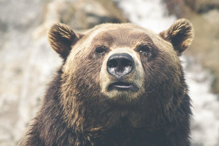 Grizzly Bear – Amazing Canadian Wildlife