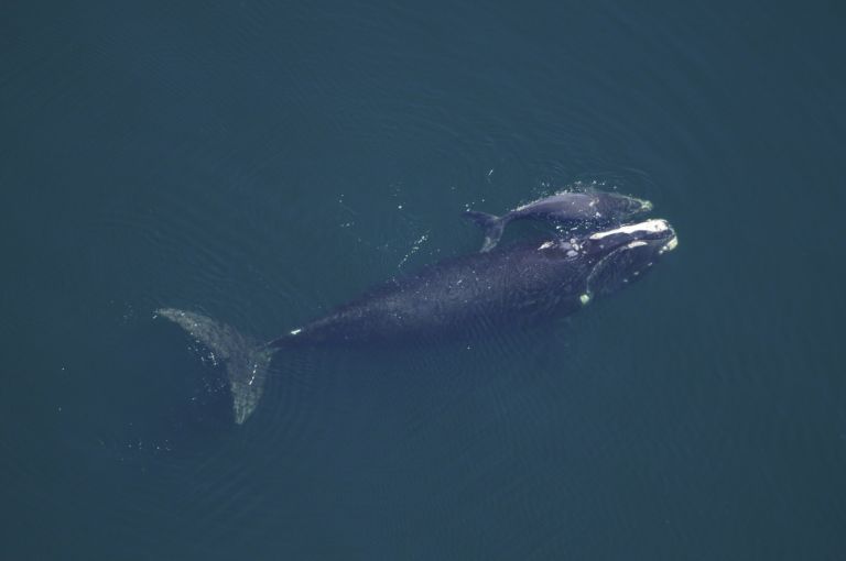 North Atlantic Right Whale – Amazing Canadian Wildlife