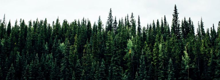 Sustainable Forestry in Canada