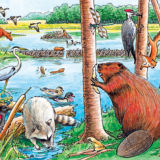 Beaver Pond Tray Puzzle