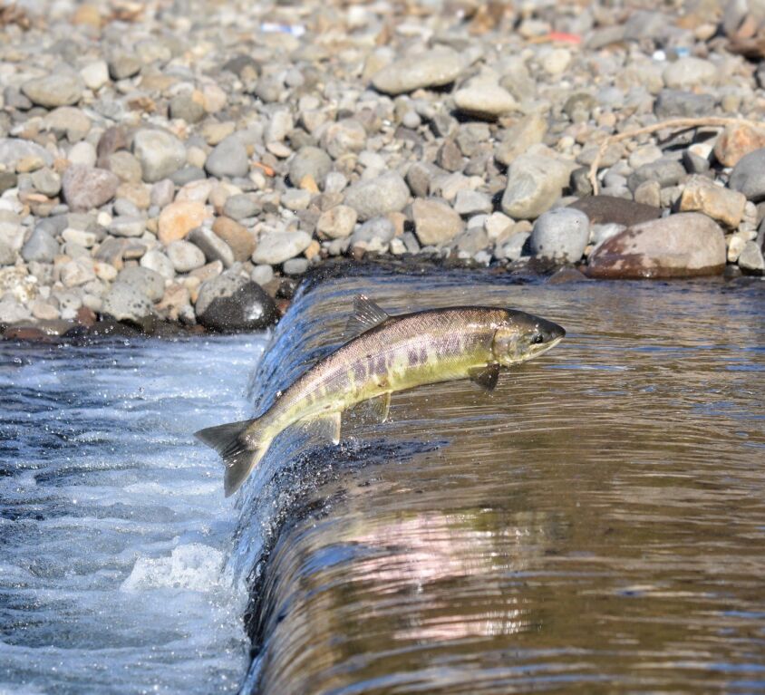 Salmon - Amazing Canadian Wildlife Blog1