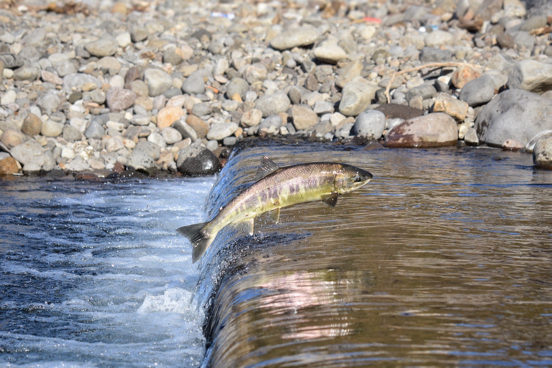 Salmon - Amazing Canadian Wildlife Blog1