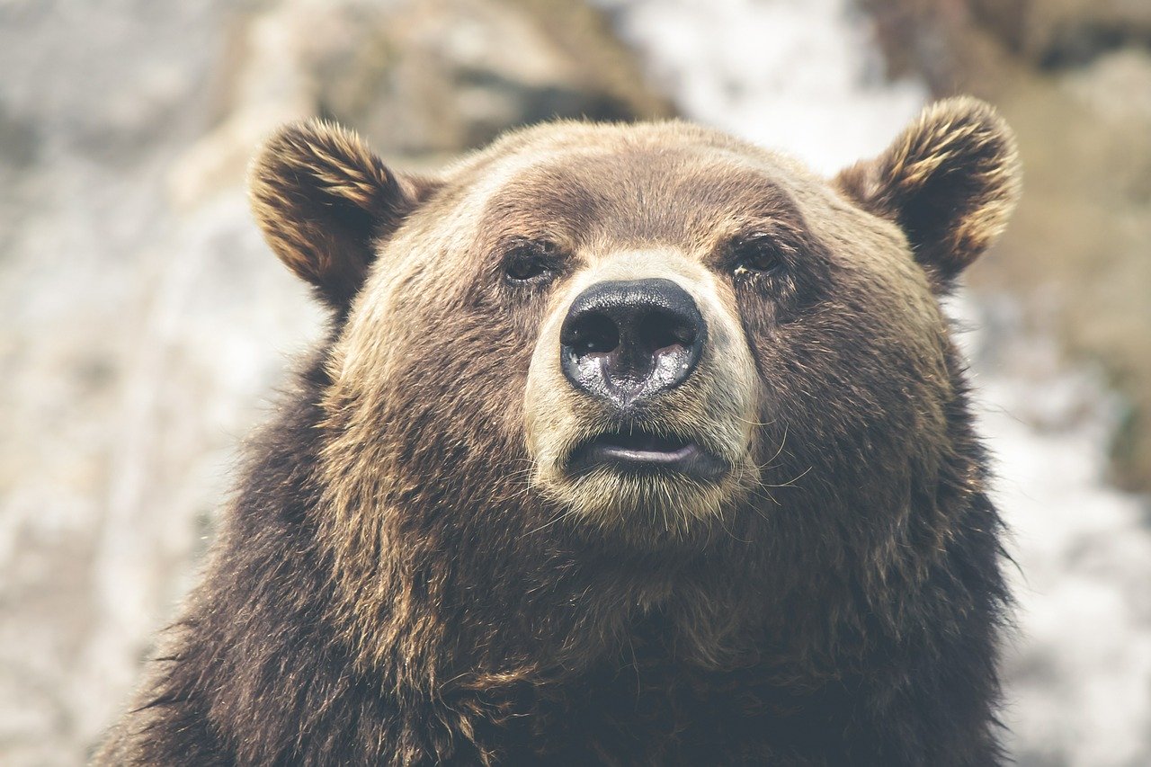 Grizzly Bear - Amazing Canadian Wildlife Blog1