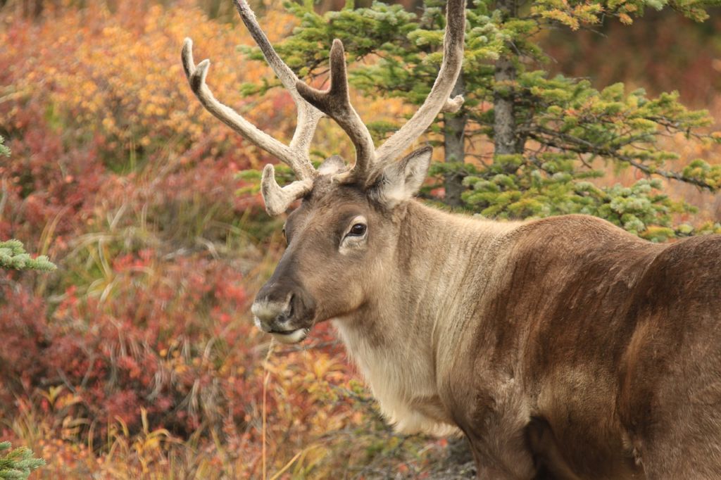 Caribou - Amazing Canadian Wildlife Blog1