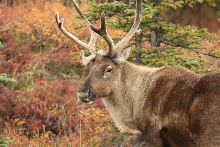 Caribou – Amazing Canadian Wildlife