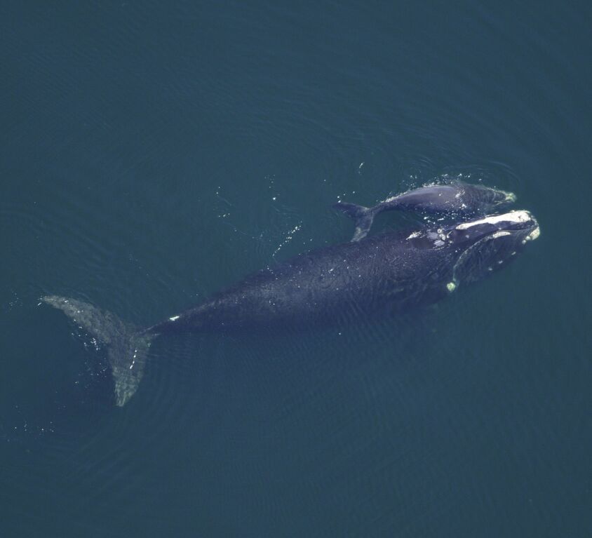 North Atlantic Right Whale Blog1