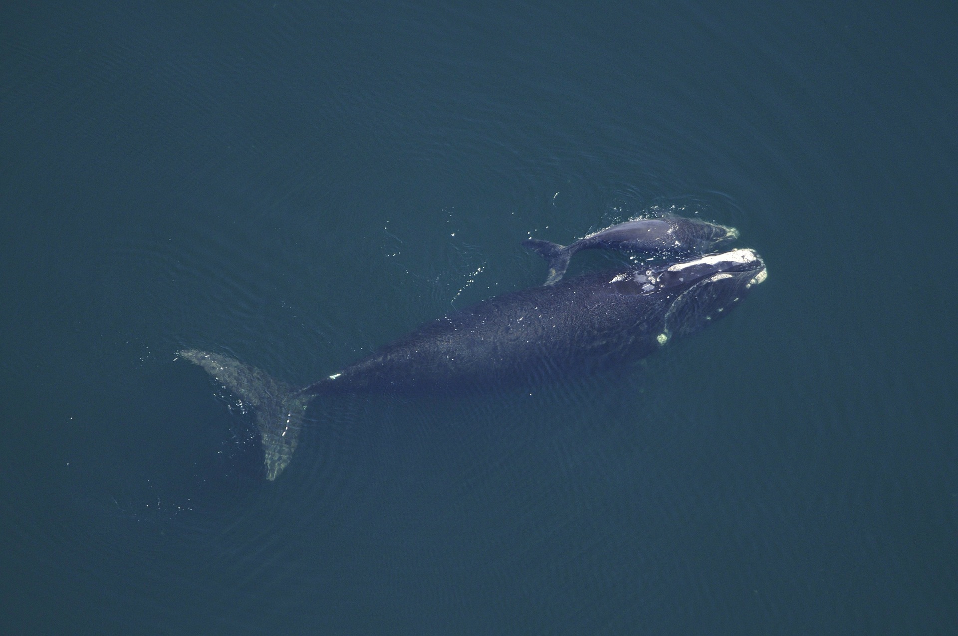 North Atlantic Right Whale Blog1