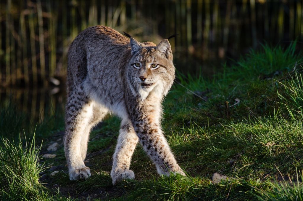 Lynx - Amazing Canadian Wildlife Blog 1