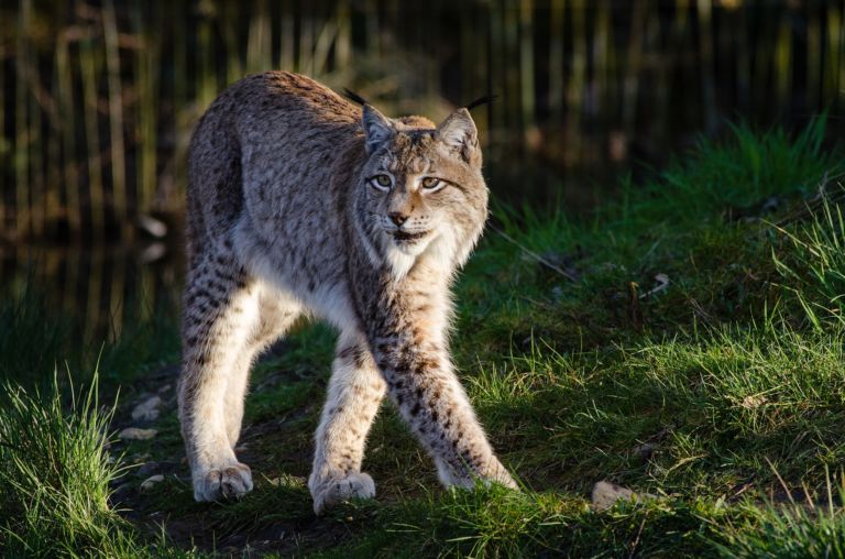 Lynx – Amazing Canadian Wildlife