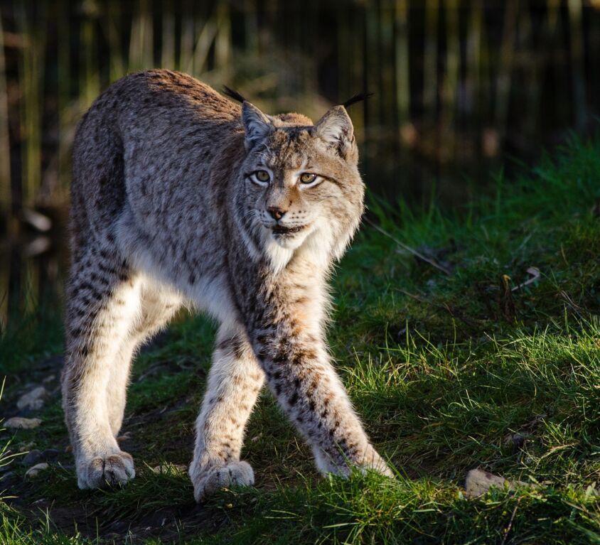 Lynx - Amazing Canadian Wildlife Blog 1
