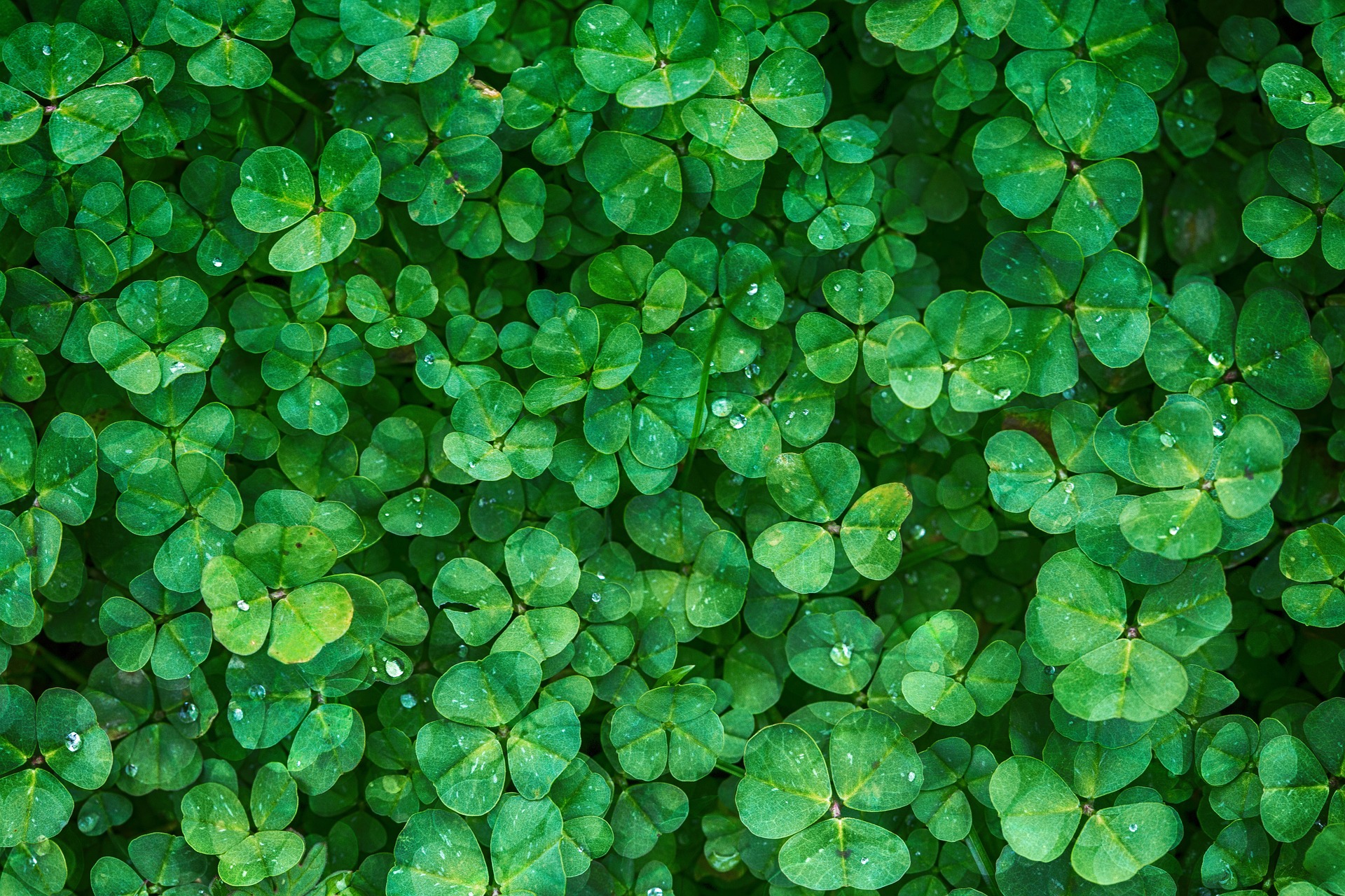 St. Patrick's Day Blog Cover
