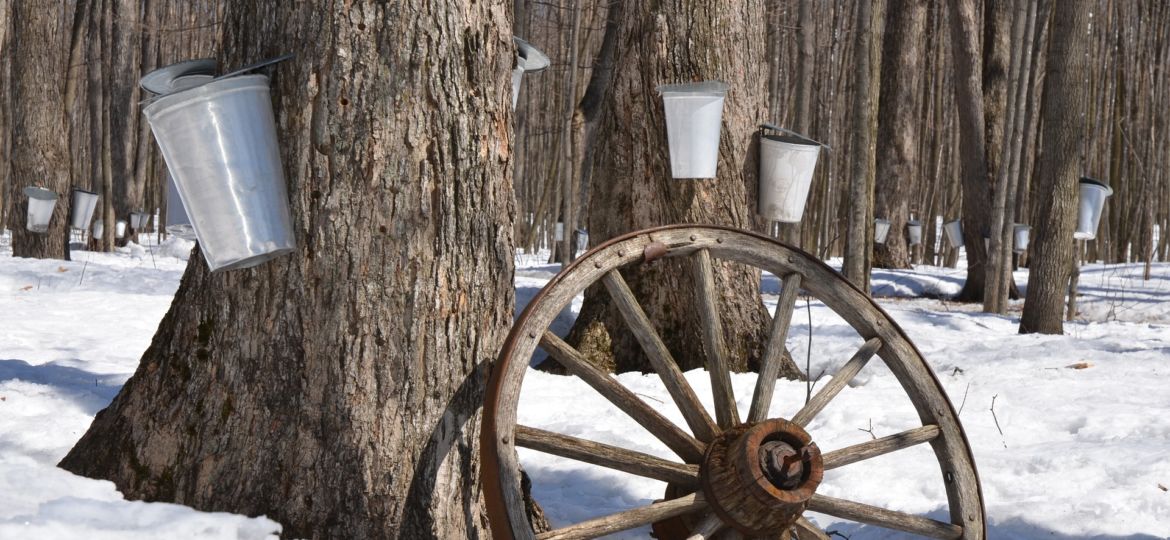 How to Make Maple Syrup Blog 3