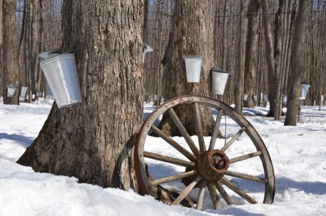 How to Make Maple Syrup Blog 3