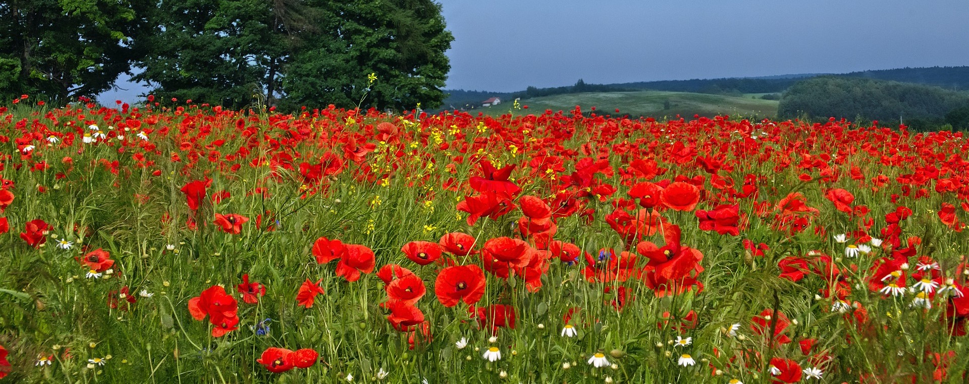 Remembrance Day Blog Cover
