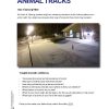 Be a Detective - Animal Tracks Printable - Image 3