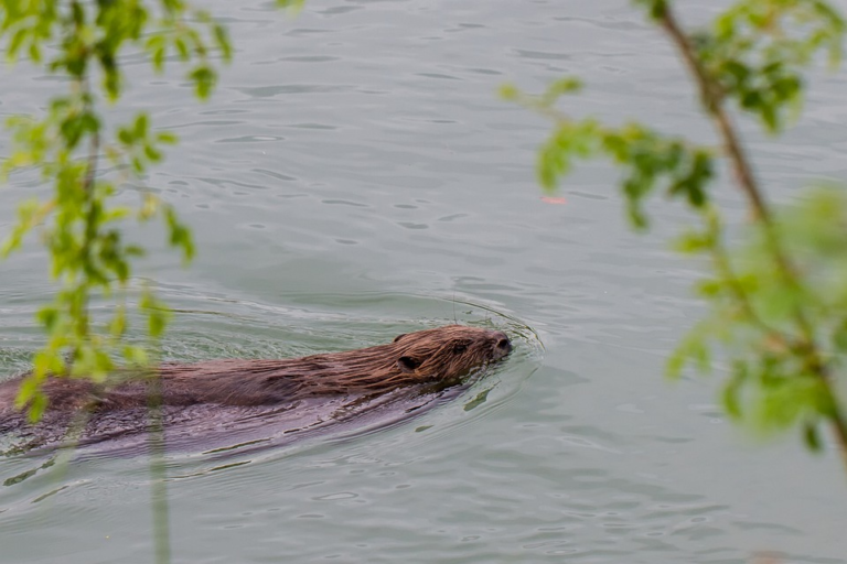 Beaver – Amazing Canadian Wildlife