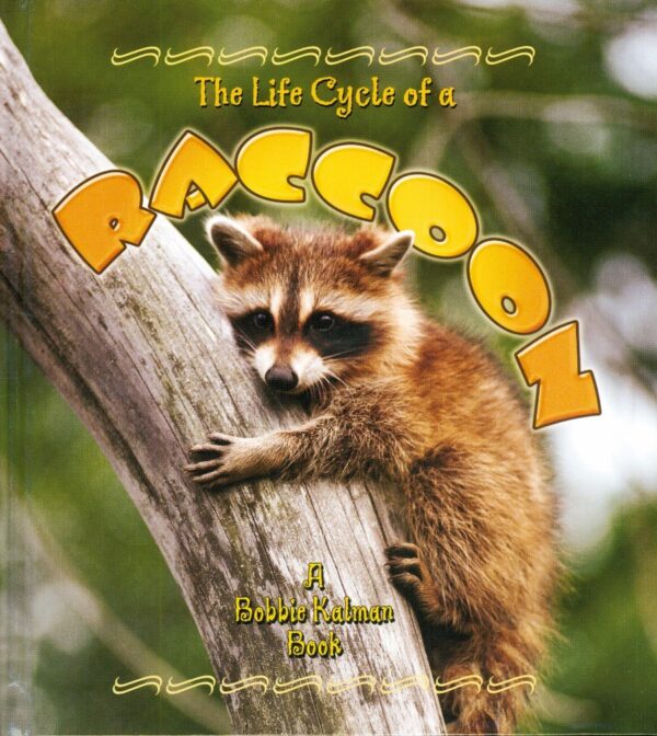 Life Cycle of a Raccoon