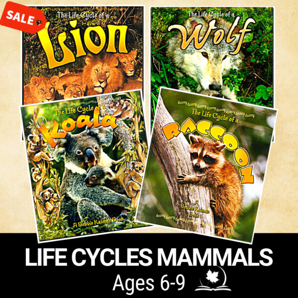 Life Cycles of Wolves, Raccoons, Lions, Koalas