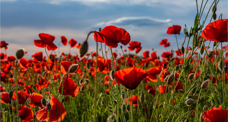 Symbols of Remembrance
